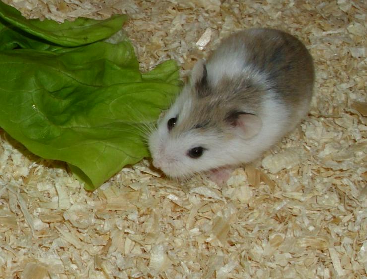 Bild 10: Geschecktes Zwerghamster Weibchen, Hamster weiblich jung