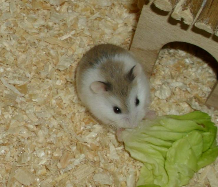 Bild 14: Geschecktes Zwerghamster Weibchen, Hamster weiblich jung