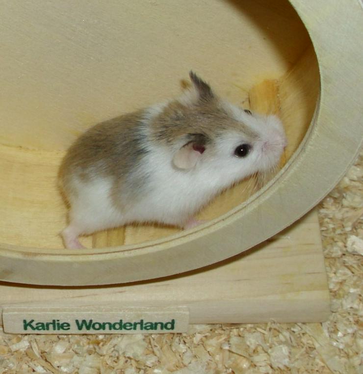 Bild 3: Geschecktes Zwerghamster Weibchen, Hamster weiblich jung