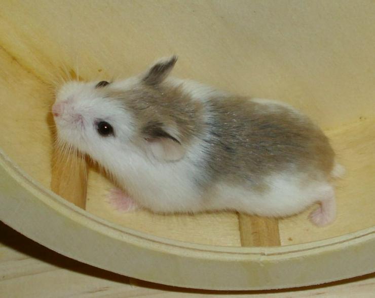 Bild 13: Geschecktes Zwerghamster Weibchen, Hamster weiblich jung
