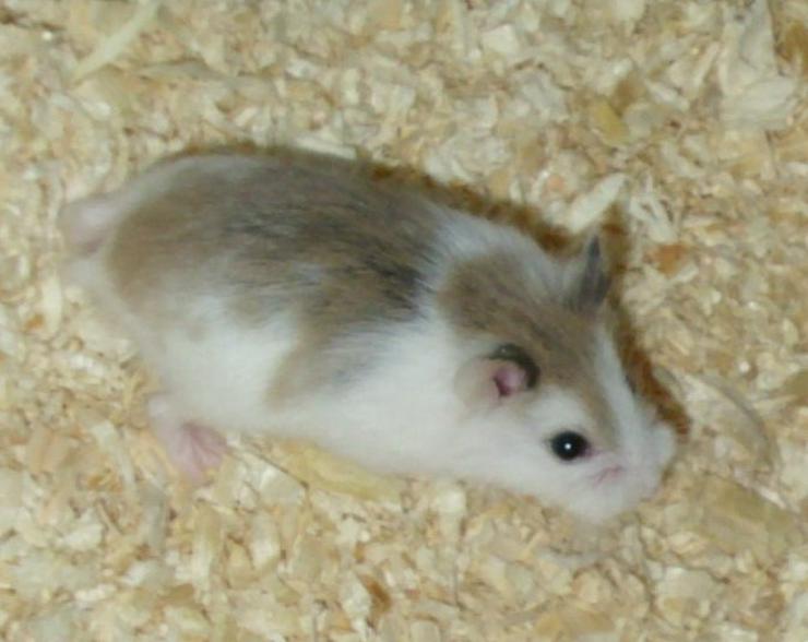 Bild 9: Geschecktes Zwerghamster Weibchen, Hamster weiblich jung