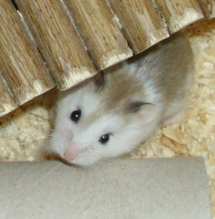 Geschecktes Zwerghamster Weibchen, Hamster weiblich jung - Hamster - Bild 6
