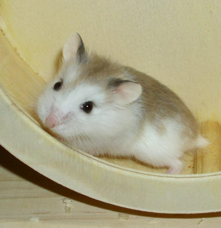 Bild 8: Geschecktes Zwerghamster Weibchen, Hamster weiblich jung
