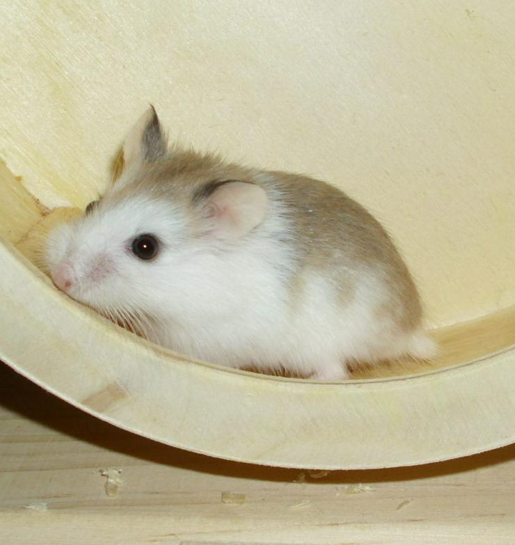 Bild 11: Geschecktes Zwerghamster Weibchen, Hamster weiblich jung