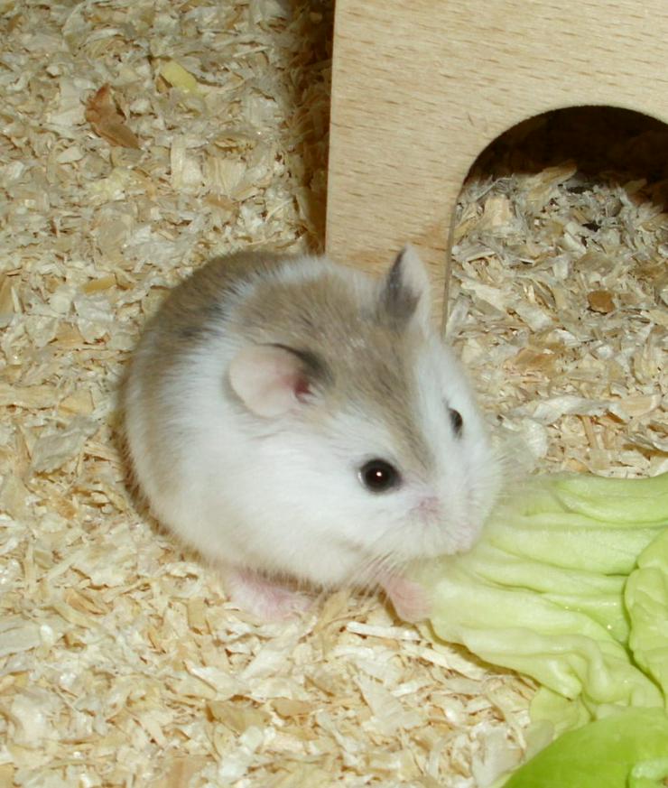 Bild 2: Geschecktes Zwerghamster Weibchen, Hamster weiblich jung
