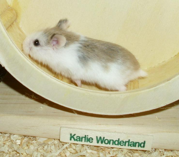 Bild 12: Geschecktes Zwerghamster Weibchen, Hamster weiblich jung