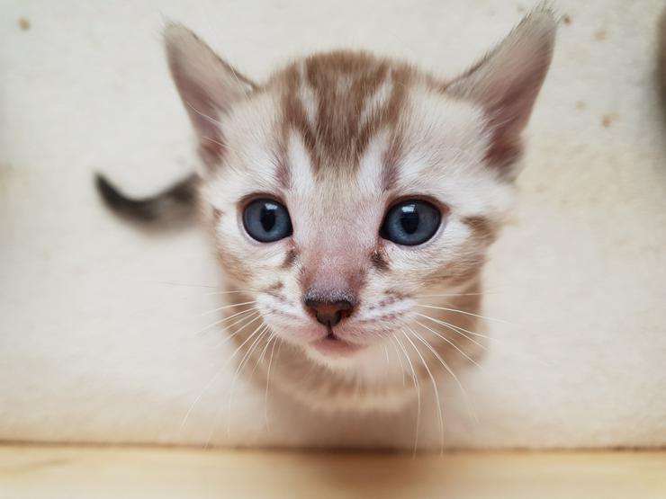 Bild 3: Bengal Kitten