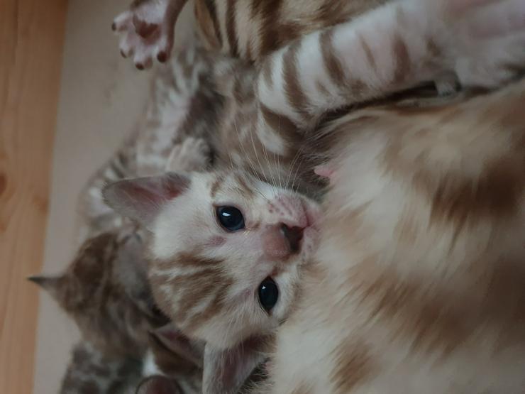 Bild 6: Bengal Kitten