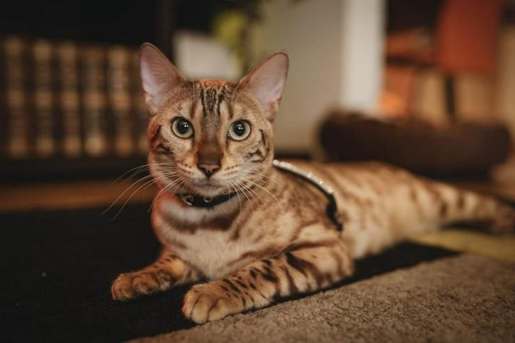 Bild 10: Bengal Kitten