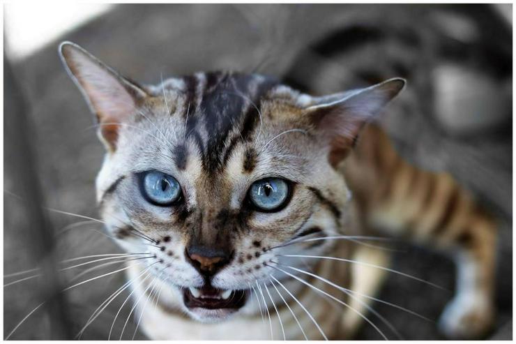 Bengal Kitten - Rassekatzen - Bild 11