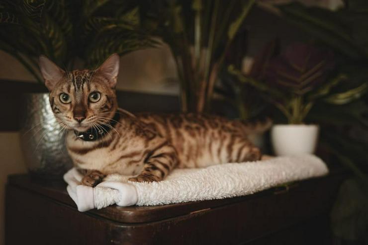 Bild 13: Bengal Kitten