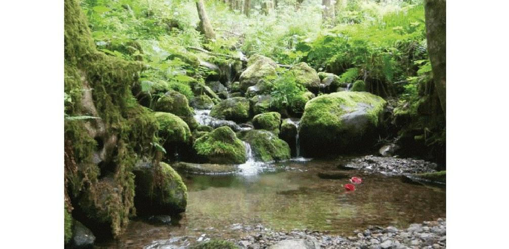 SKAN Körperpsychotherapie Intensivwoche in den Vogesen/Frankreich vom 11. bis 17. Juli 2021 - Beauty & Gesundheit - Bild 12