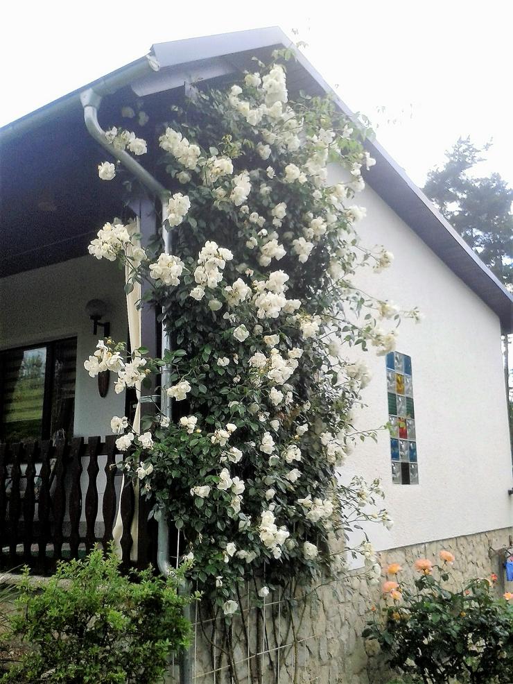 Bild 10: Gepflegter Kleingarten mit Gartenhaus in 99330 Frankenhain