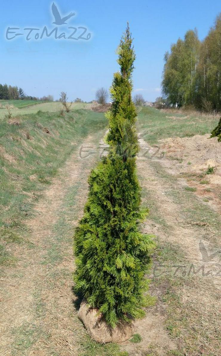 THUJA SMARAGD 175-200CM Lebensbaum Smaragd - Heckenpflanzen Wurzelballen 280EU/10ST Kostenloser Versand Deutschland und Österreich