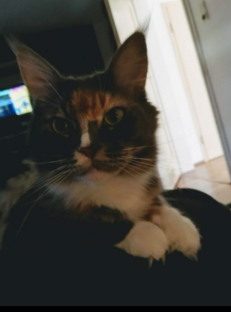 Maine Coon Katze sucht liebevolles zuhause - Rassekatzen - Bild 2
