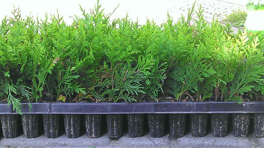 Thuja Smaragd - Sämlinge von 15 cm Multiplate