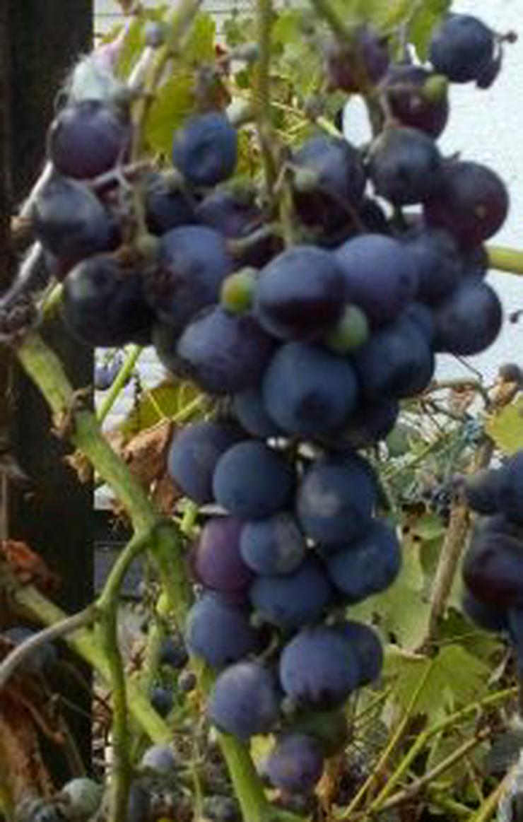 Biete: Trauben Farbe-Blau, 2 Järige Jung-Pflanzen - Pflanzen - Bild 1