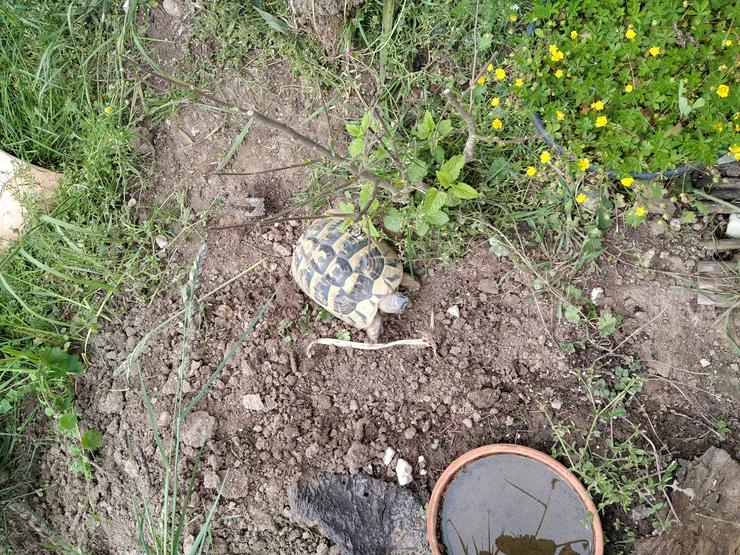 Griechische Landschildkröten abzugeben - Schildkröten - Bild 1
