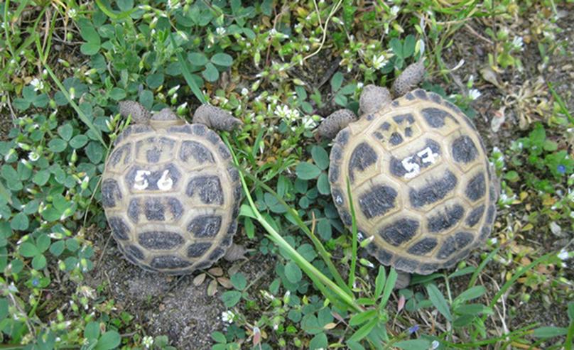 kleine Vierzehenschildkröten / Steppenschildkröten