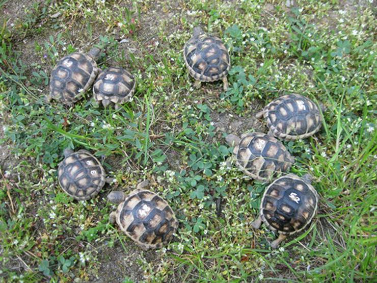 kleine Breitrandschildkröten