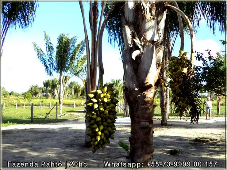 Schöner und gepflegter Bauernhof 20 Hektar - Canavieiras, Bahia, Brasilien. - Gewerbeimmobilie kaufen - Bild 2