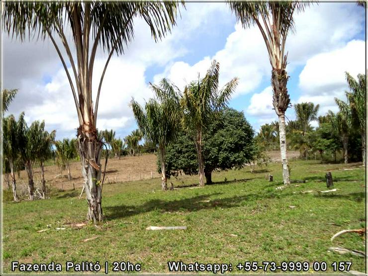 Bild 10: Schöner und gepflegter Bauernhof 20 Hektar - Canavieiras, Bahia, Brasilien.