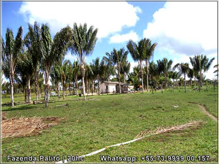 Bild 6: Schöner und gepflegter Bauernhof 20 Hektar - Canavieiras, Bahia, Brasilien.