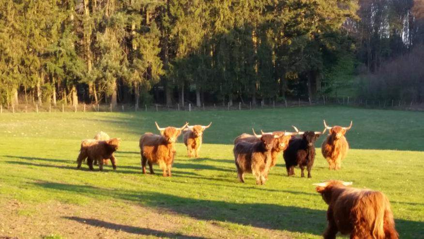 Highland Cattle Kühe und Stiere