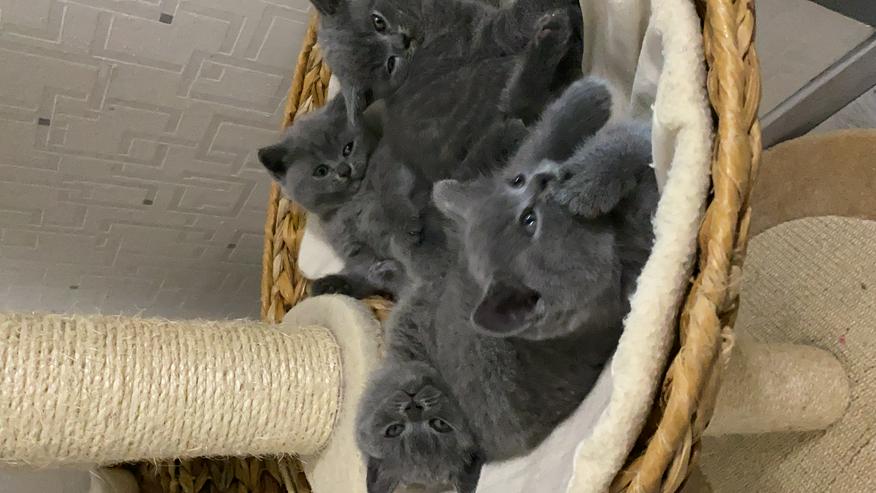 Bild 6: BKH Katzenbabies Britisch Kurzhaar Kitten (blue)