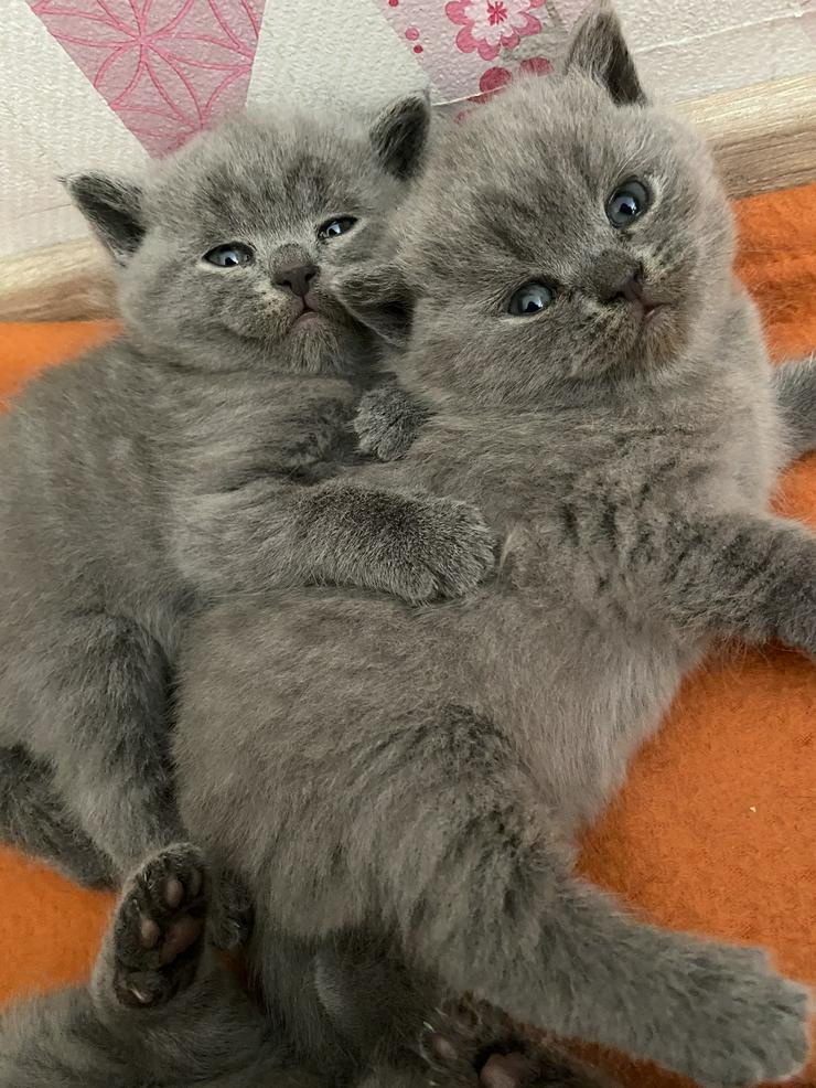 Bild 8: BKH Katzenbabies Britisch Kurzhaar Kitten (blue)