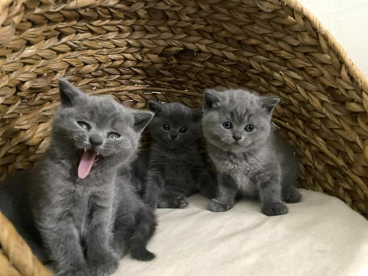 Bild 4: BKH Katzenbabies Britisch Kurzhaar Kitten (blue)