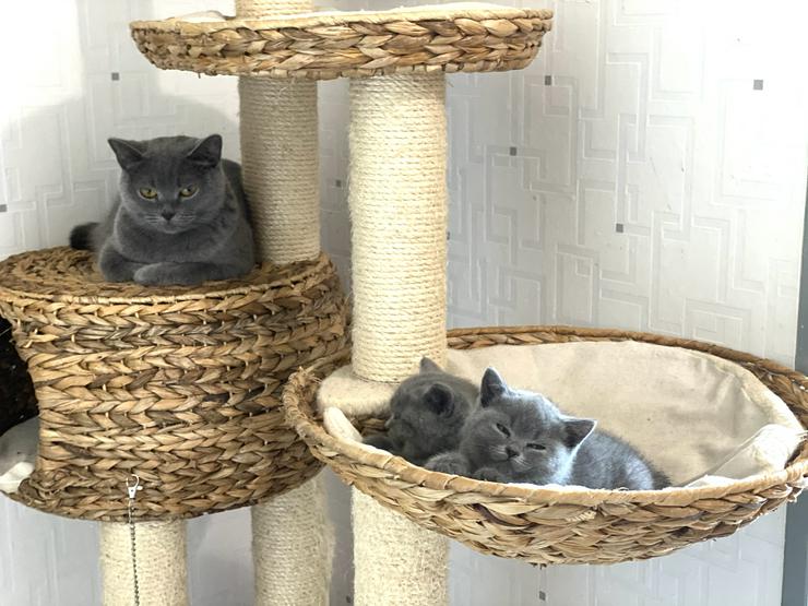 BKH Katzenbabies Britisch Kurzhaar Kitten (blue) - Rassekatzen - Bild 3