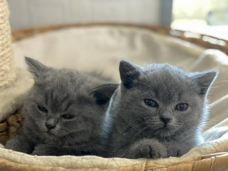 Bild 5: BKH Katzenbabies Britisch Kurzhaar Kitten (blue)