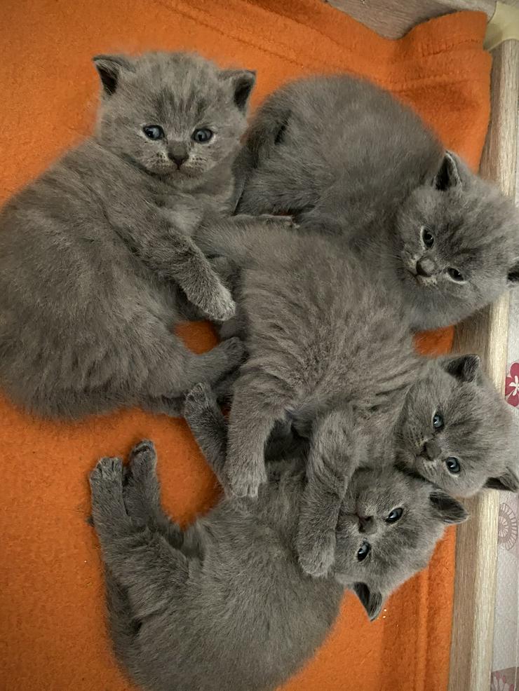 Bild 7: BKH Katzenbabies Britisch Kurzhaar Kitten (blue)
