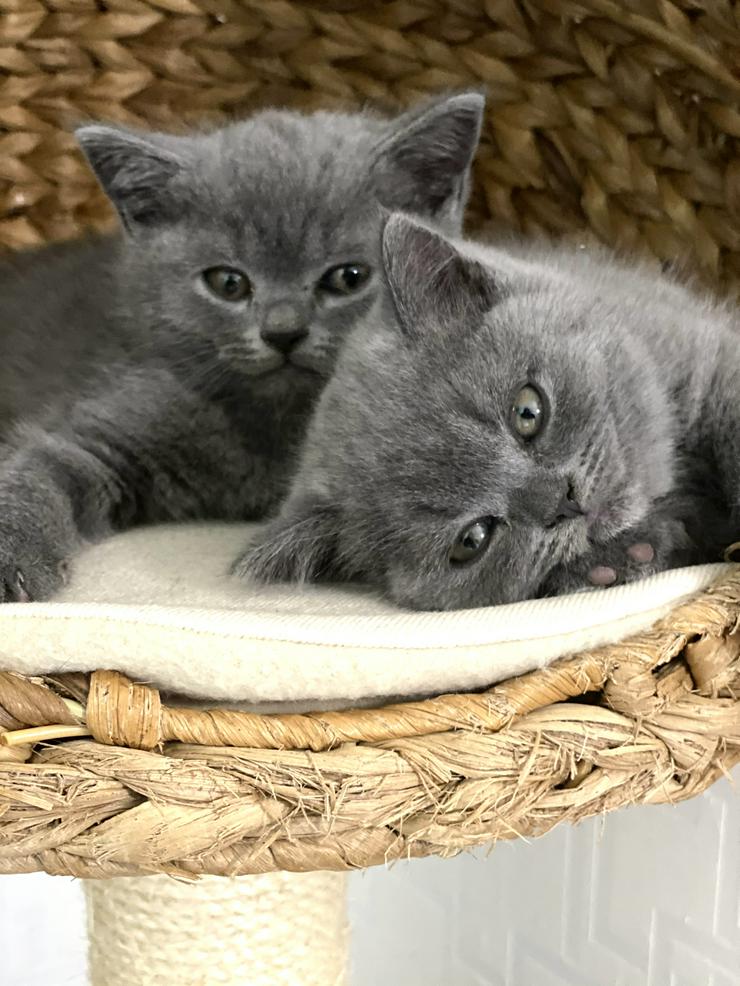 Bild 2: BKH Katzenbabies Britisch Kurzhaar Kitten (blue)