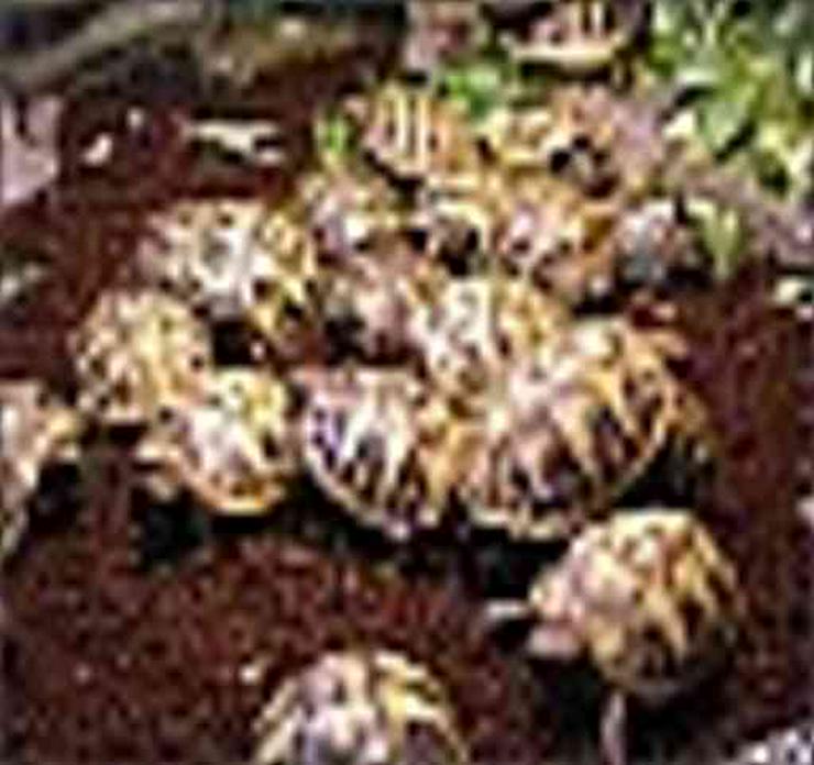 Biete Griechische Landschildkröten Nachzucht 2020 