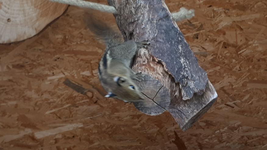 Baumstreifenhörnchen - Weitere Kleintiere - Bild 6