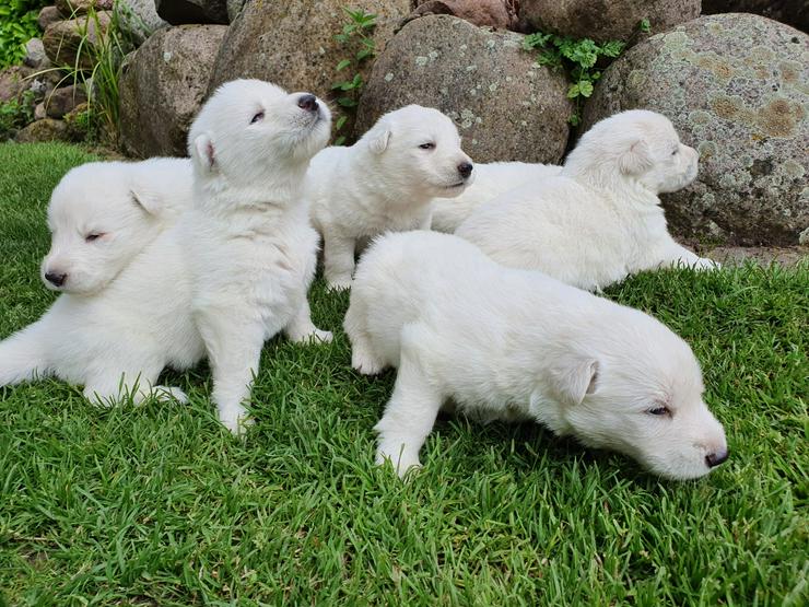 Bild 3: Weiße Schweizer Schäferhund Welpen