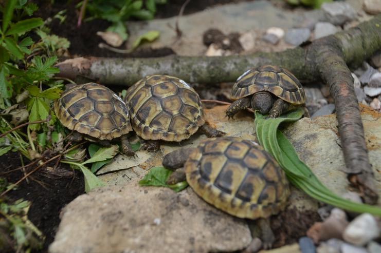 Griechische Landschildkröten Nachzucht aus 2020 CITES-Zertifikat vorhanden