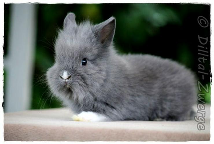 bunte Baby-Zwergkaninchen - Zwergwidder & Löwenköpfchen - Kaninchen & Hasen - Bild 10