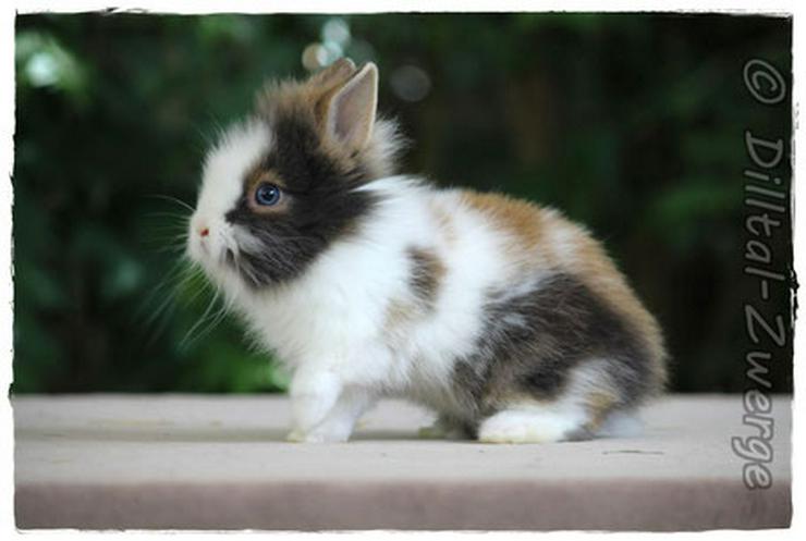 bunte Baby-Zwergkaninchen - Zwergwidder & Löwenköpfchen - Kaninchen & Hasen - Bild 11