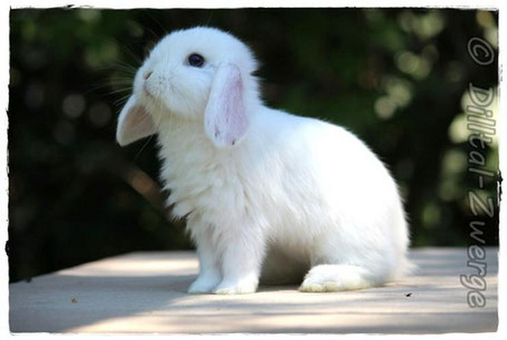 bunte Baby-Zwergkaninchen - Zwergwidder & Löwenköpfchen - Kaninchen & Hasen - Bild 12