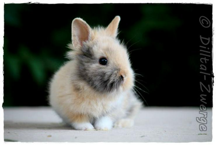 bunte Baby-Zwergkaninchen - Zwergwidder & Löwenköpfchen - Kaninchen & Hasen - Bild 7