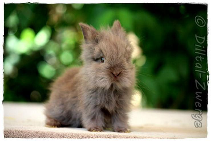 bunte Baby-Zwergkaninchen - Zwergwidder & Löwenköpfchen - Kaninchen & Hasen - Bild 8