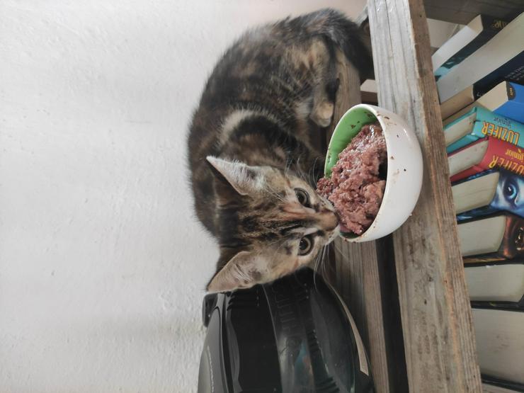 Bild 7: Maximalbeschmustes Katzenbaby abzugeben - stubenrein