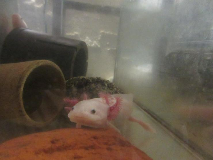 Bild 2: Axolotl-Jungtiere, eigene Nachzucht