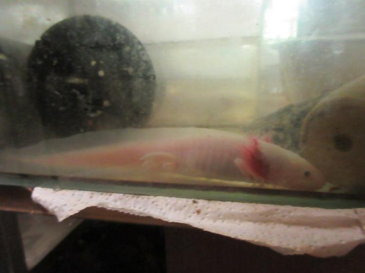 Bild 1: Axolotl-Jungtiere, eigene Nachzucht