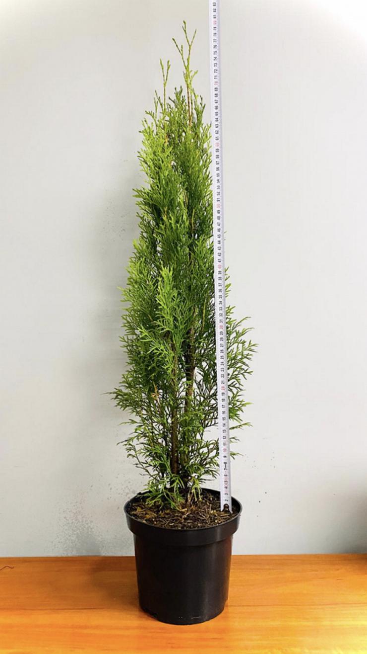  THUJA SMARAGD 70-100CM 3L Topf Lebensbaum Smaragd - Heckenpflanzen  Kostenloser Versand Deutschland und Österreich - Smaragdgrünen Thuja - Pflanzen - Bild 1