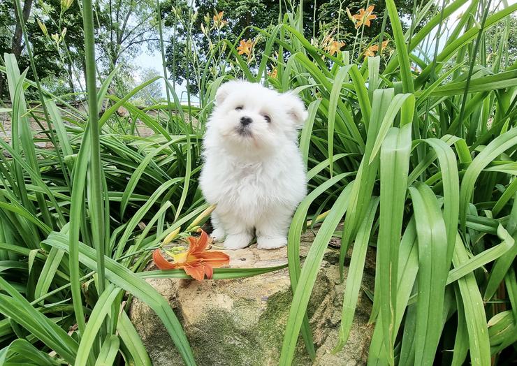 Pomeranian / Zwergspitz Welpe mit Stammbaum - Rassehunde - Bild 17