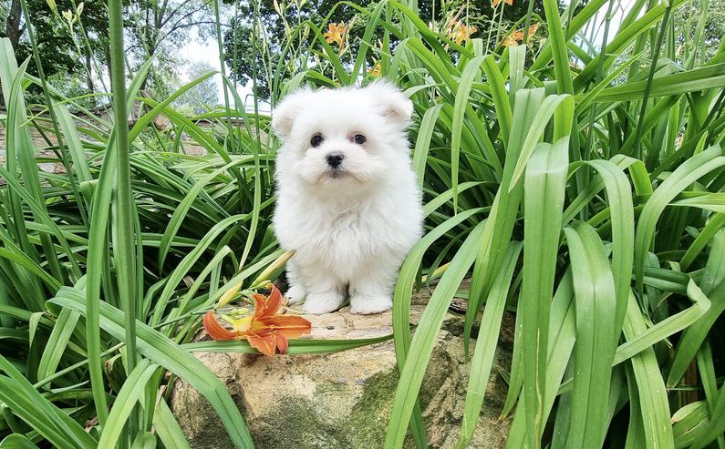 Pomeranian / Zwergspitz Welpe mit Stammbaum - Rassehunde - Bild 13